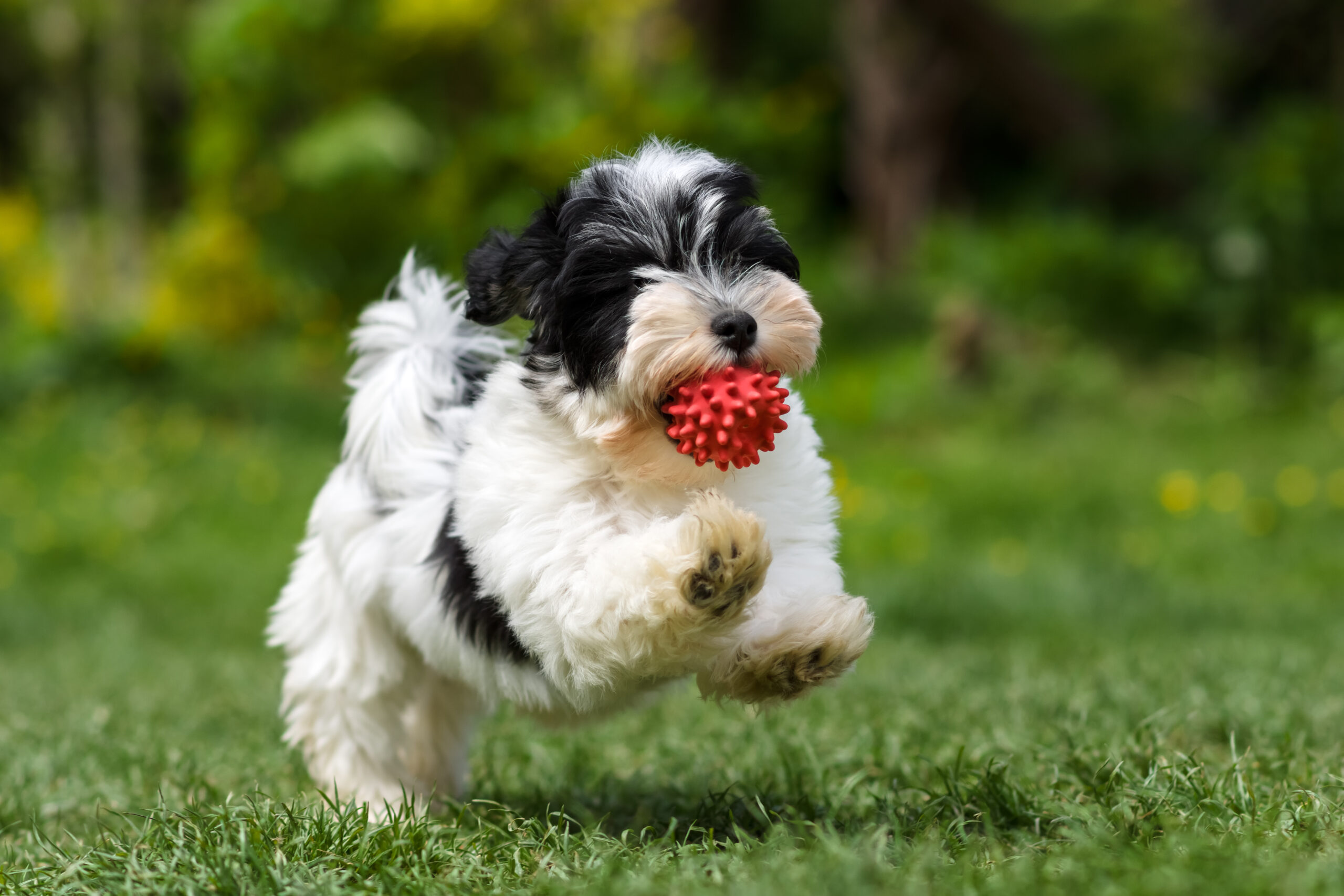 Playful spotted havanese puppy dog is running with a red ball in his mouth in a spring garden